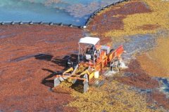 Aquamarine-H5-200-Sargassum-