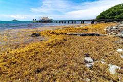 Sargassum-Beaches