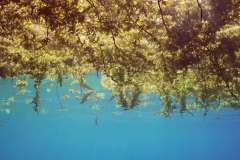 Seaweed Brown Sargassum drifting on surface of water form floating islands on daytime, underwater view, Red sea, Egypt